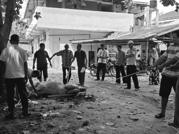 Semangat Berbagi di Hari Raya, Qurban SMK Satrya Budi 1 Perdagangan Berjalan Lancar dan Penuh Kebersamaan